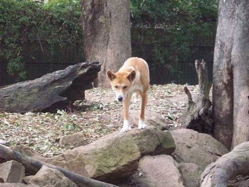 C:\Documents and Settings\Genie\My Documents\My Pictures\Blue Mountains\Dingo.jpg